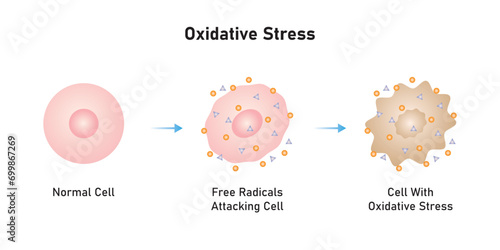 Oxidative Stress Process Scientific Design. Vector Illustration.	