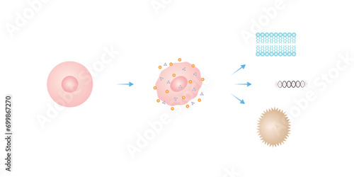 Oxidative Stress Process Scientific Design. Vector Illustration.	