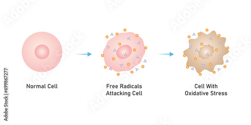 Oxidative Stress Process Scientific Design. Vector Illustration.	