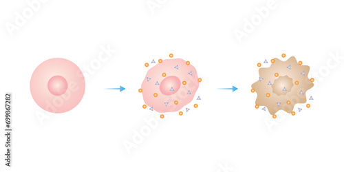Oxidative Stress Process Scientific Design. Vector Illustration.	