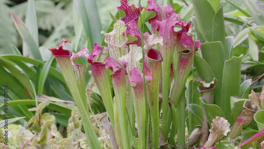 a tilt up shot of pitcher plants growing in singapore botanic gardens of singapore a tilt up shot of pitcher plants growing in singapore botanic gardens of singapore