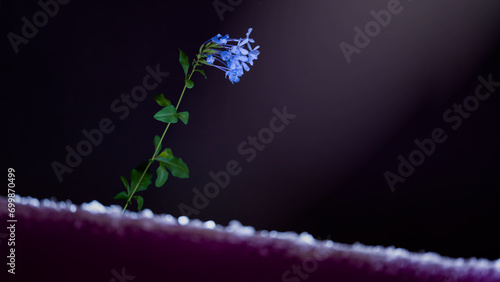 Close-up of a lone flower on an inclined surface photo