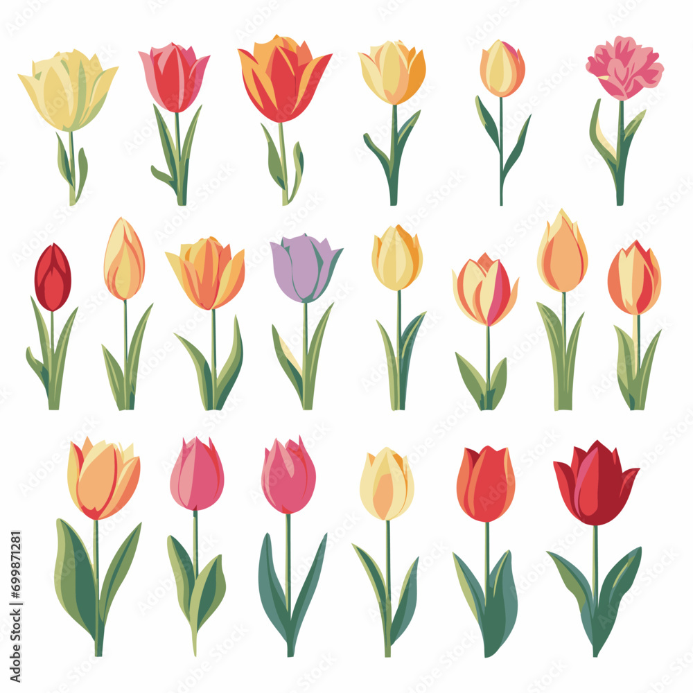 vector collection of tulip flower vector collection of tulip flower