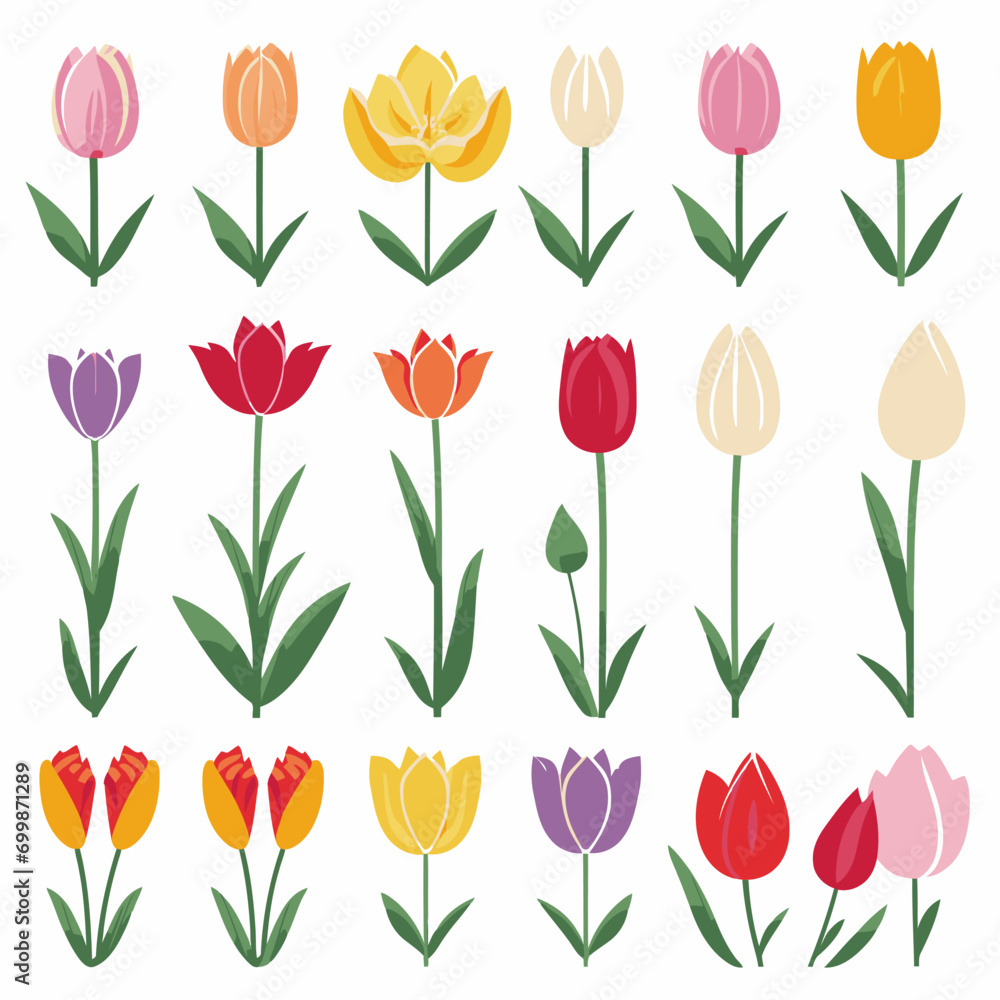 vector collection of tulip flower vector collection of tulip flower