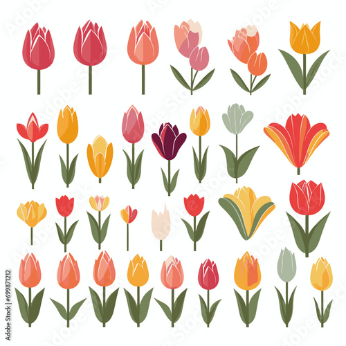 vector collection of tulip flower