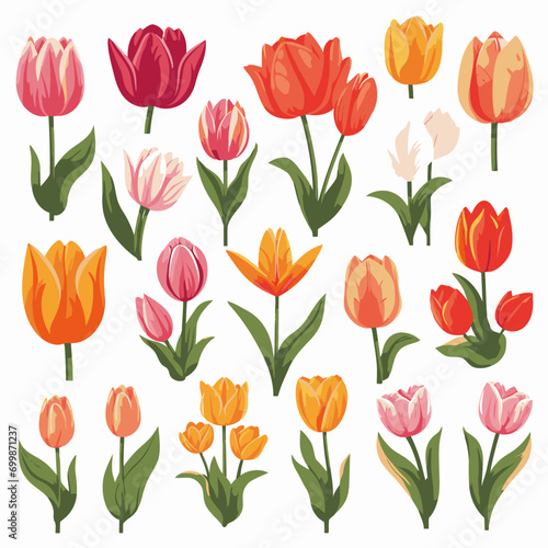 vector collection of tulip flowers