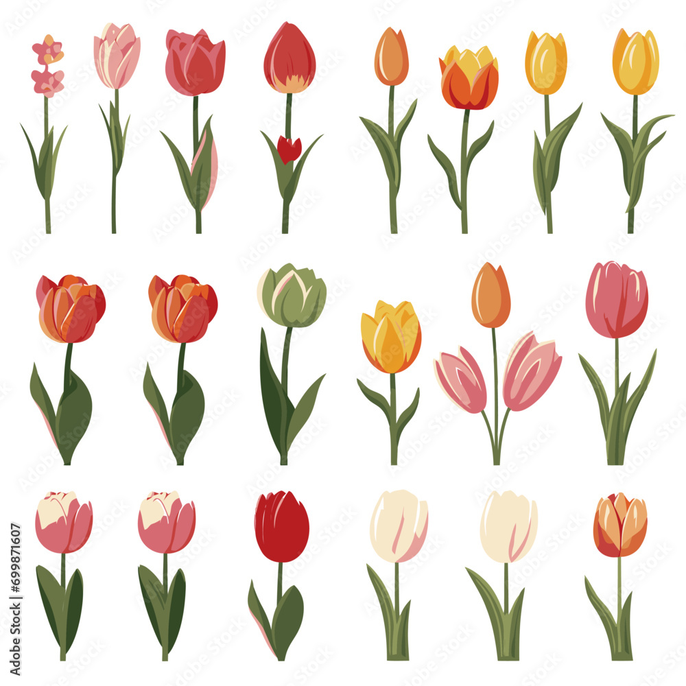 vector collection of tulip flowers vector collection of tulip flowers
