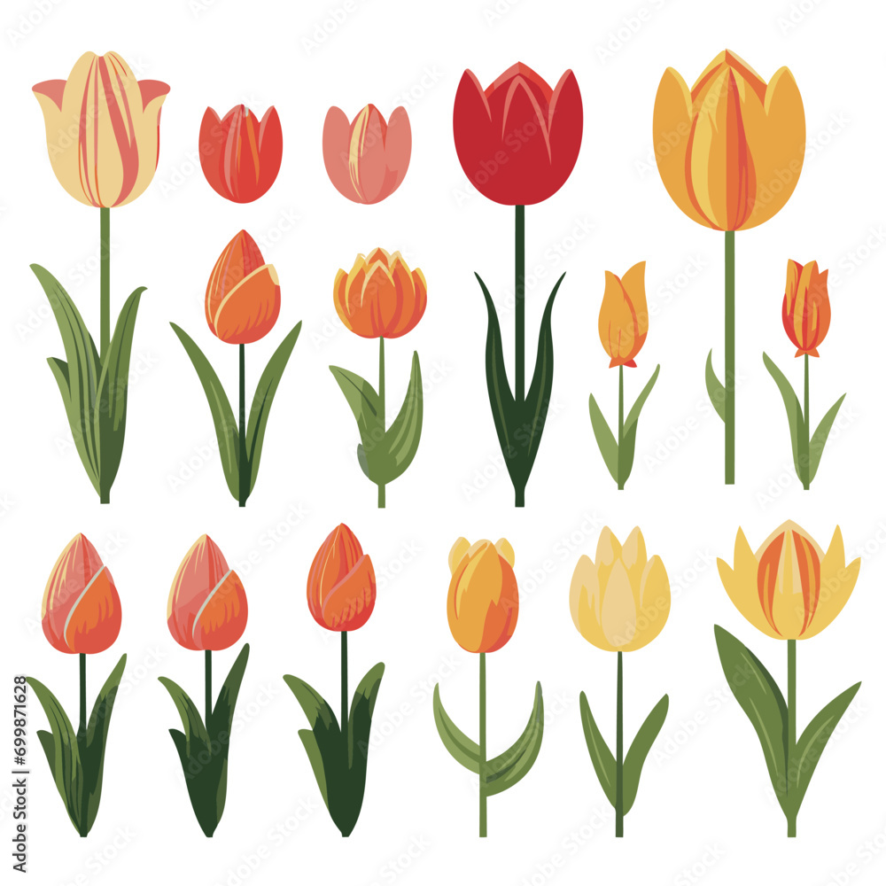 vector collection of tulip flowers vector collection of tulip flowers