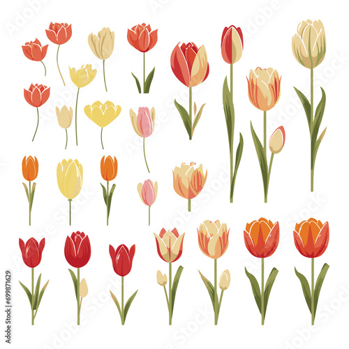 vector collection of tulip flowers