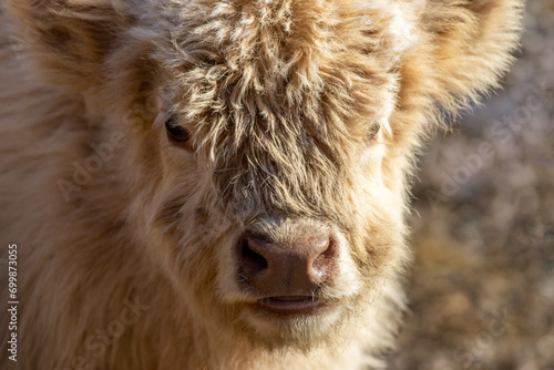 Wallpaper Mural Highland Cattle Calf closeup with light tan shaggy fur in late afternoon sun Torontodigital.ca