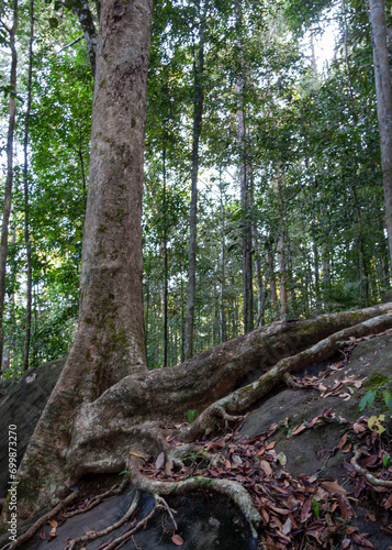 Sinharaja Forest Reserve  Sabaragamuwa and Southern Provinces  Sri Lanka