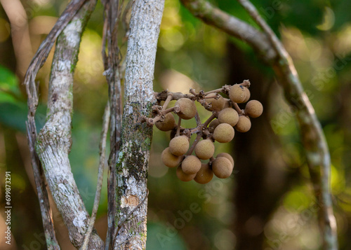 Weniwelgeta or Yellow vine(Coscinium fenestratum) at Sinharaja Forest Reserve, Sabaragamuwa and Southern Provinces, Sri Lanka photo