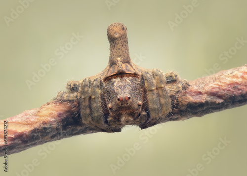 Close-up of a juvenile turreted wrap-around spider (Dolophones sp) on a twig, Australia photo