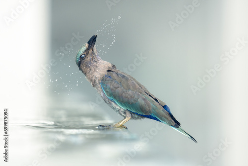An indian roller (Coracias benghalensis) standing at the edge of a swimming pool flicking water, Australia photo