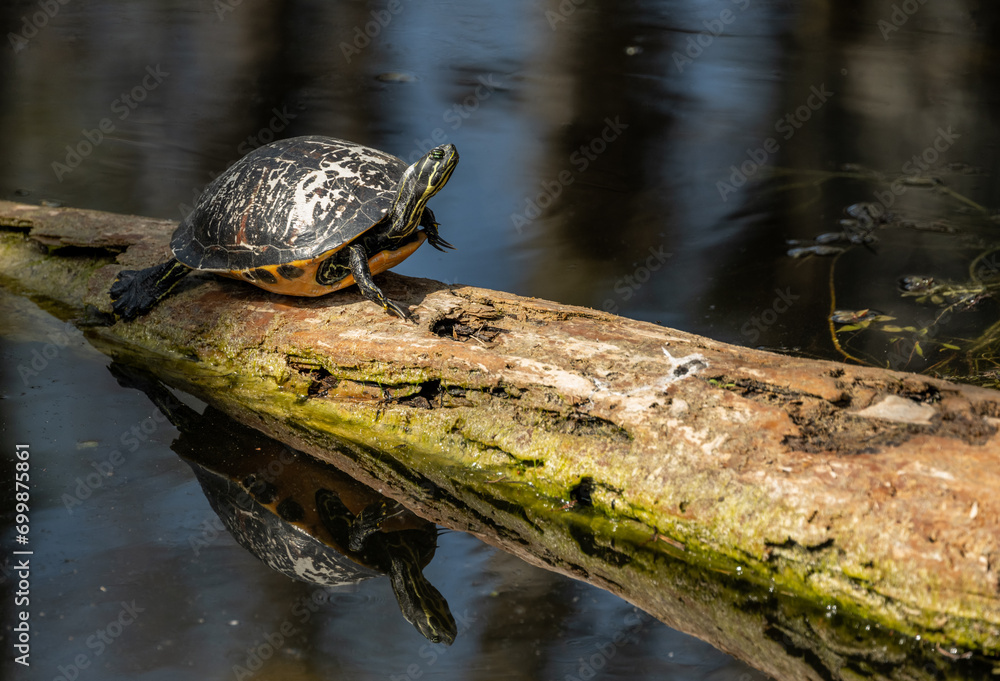 Fototapeta premium Turtle Sunning Itself On Log in The Swamp of The Everglades