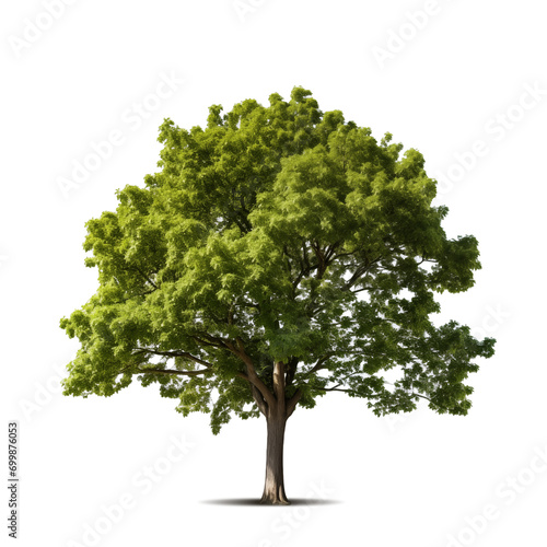 A big tree isolated on transparent or white background  png