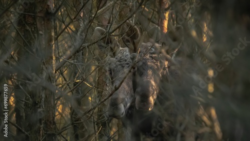 Wallpaper Mural bird in the nest Torontodigital.ca