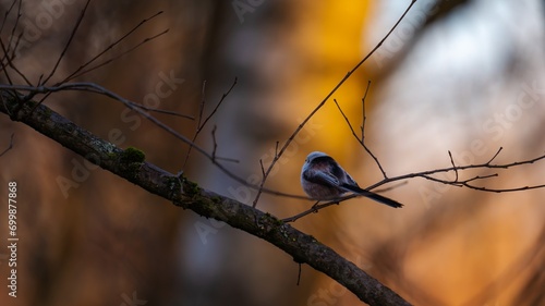Wallpaper Mural sparrow on a branch Torontodigital.ca