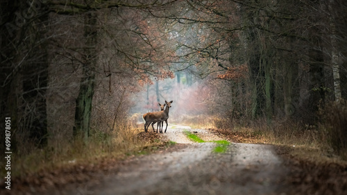 Wallpaper Mural deer in the woods Torontodigital.ca