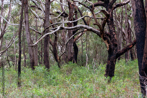 Booderee National Park, Jervis Bay Territory, Australia photo