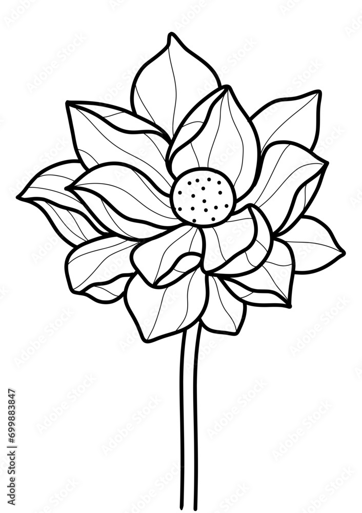 Black and White Aquatic Plant: Lotus Vector in Hand-Drawn Style Black and White Aquatic Plant: Lotus Vector in Hand-Drawn Style