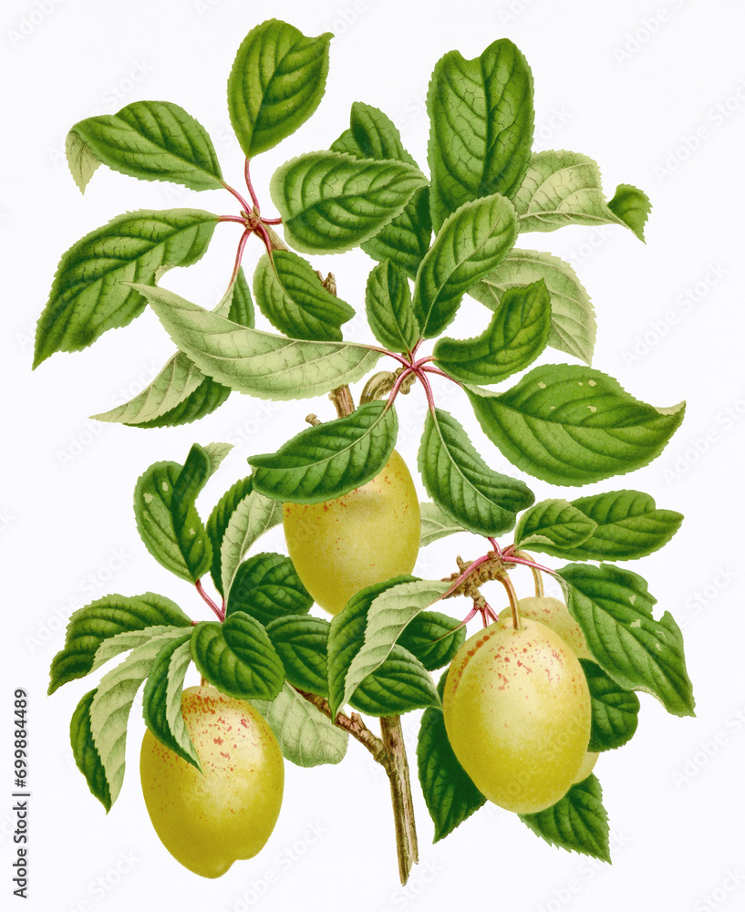 Colorful fruit illustration