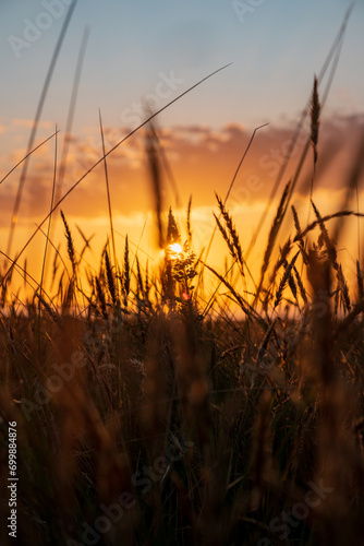 Ssunset in the field photo