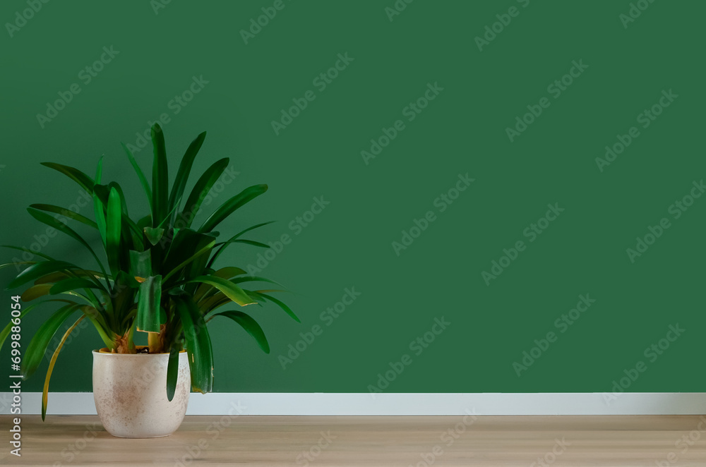 Potted houseplant near green wall