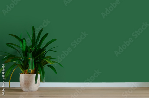 Potted houseplant near green wall