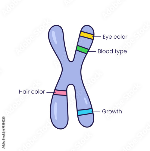 Vector illustration of Chromosome