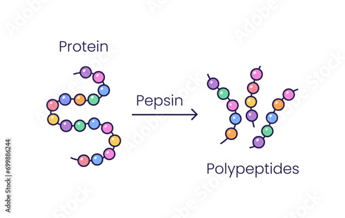Vector Illustration of pepsin enzyme effect on protein molecule