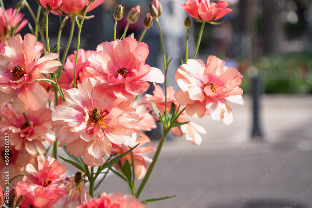 Obraz premium 花壇に咲いた薄いオレンジ色のラナンキュラスラックスの花。