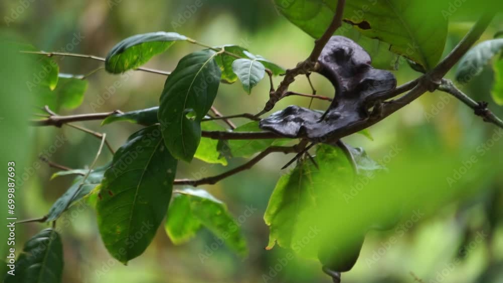 Archidendron pauciflorum (Blackbead, Dog Fruit, Djenkol tree, Luk Nieng