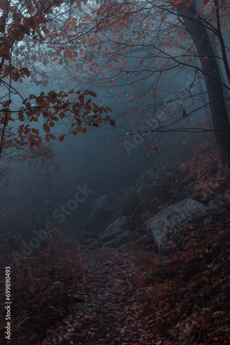 foggy forest road with rocks