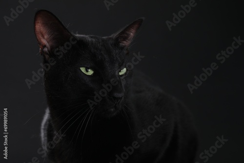 Adorable cat with green eyes on black background. Lovely pet