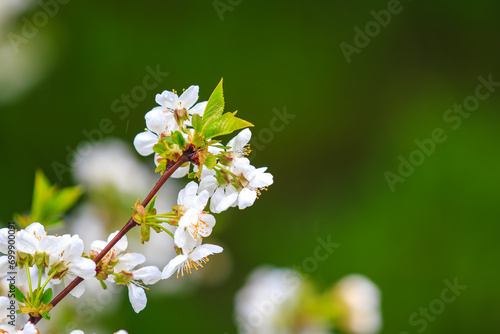 Fruit tree flower in early spring with selective focus close-up. Spring background with copy space