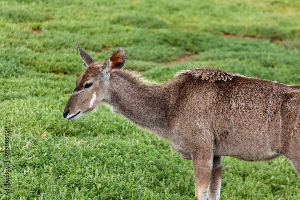 Lowland Nyala (Tragelaphus Angasii) At Werribee Open Range Zoo, Melbourne, Victoria, Australia Lowland Nyala (Tragelaphus Angasii) At Werribee Open Range Zoo, Melbourne, Victoria, Australia
