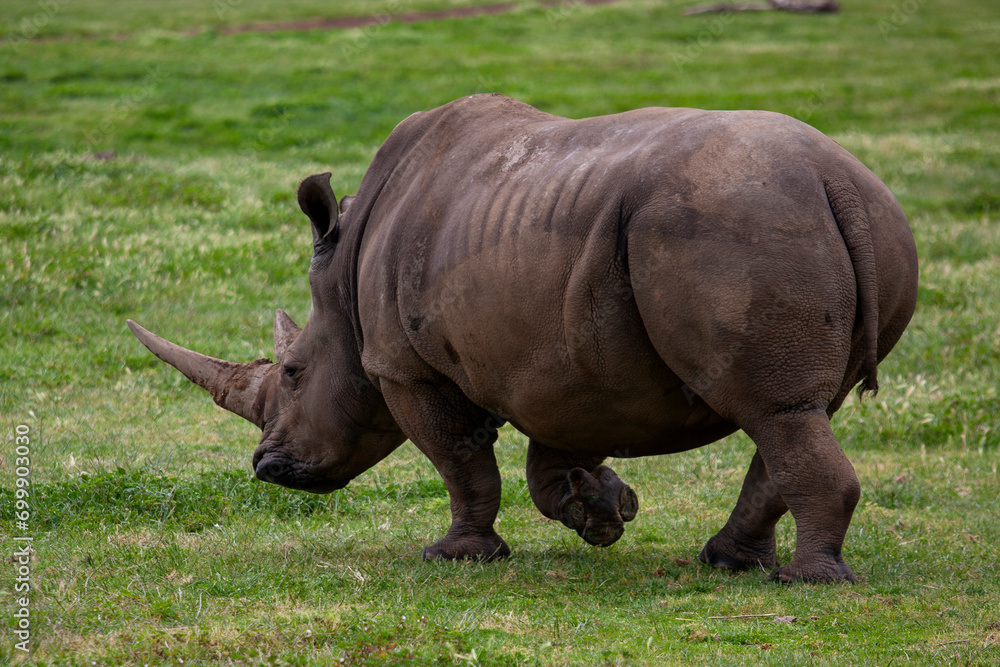 Southern White Rhinocero at Werribee Open Range Zoo, Melbourne, Victoria, Australia Southern White Rhinocero at Werribee Open Range Zoo, Melbourne, Victoria, Australia