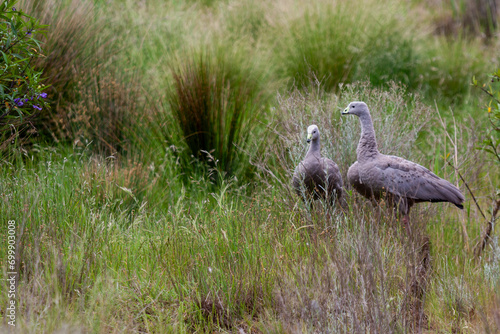 A Cape Barren goose (Cereopsis novaehollandiae) at Werribee Open Range Zoo, Melbourne, Victoria, Australia photo