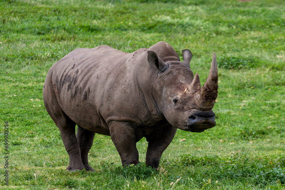 Southern White Rhinocero at Werribee Open Range Zoo, Melbourne, Victoria, Australia Southern White Rhinocero at Werribee Open Range Zoo, Melbourne, Victoria, Australia