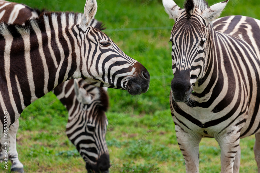 Plains Zebras at Werribee Open Range Zoo, Melbourne, Victoria, Australia Plains Zebras at Werribee Open Range Zoo, Melbourne, Victoria, Australia