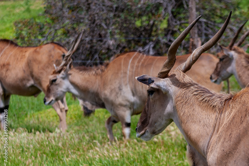 Eland Antelopes at Werribee Open Range Zoo, Melbourne, Victoria, Australia photo