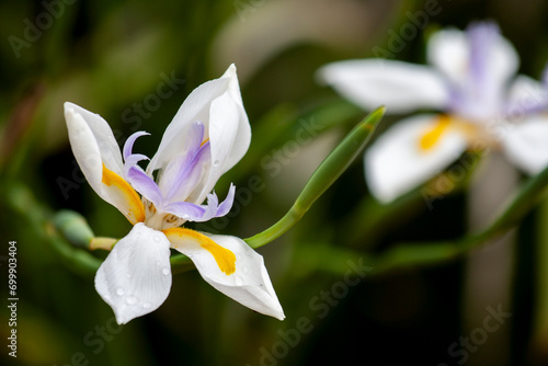 Fortnight lily (Dietes grandiflora) at Werribee Open Range Zoo, Melbourne, Victoria, Australia