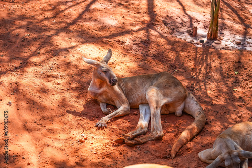 Red kangaroo lies and rests in a shady place under a tree