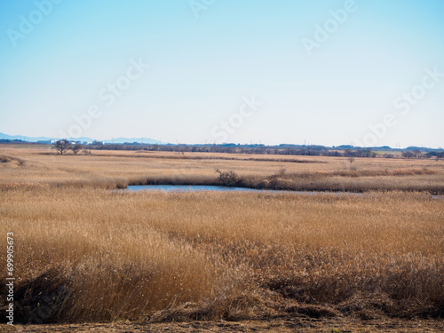                                                                                                                       2023   12   23               Beautiful and vast reed fields.  At WATARASE Retarding Basin  Tochigi  Japan  It is registered under the Ramsar Convention. photo by December
