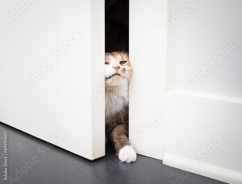 Funny cat opening door by squeezing the body through the small opening. Cute kitty pushing with head and paw through opening. Why cats want doors open concept. Female calico cat. Selective focus. photo