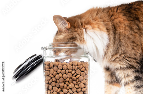 Hungry cat eating kibbles from dry food jar. Side view of fluffy kitty with open mouth and head in storage container. Insatiable appetite. Female long hair calico cat or torbie. White background photo