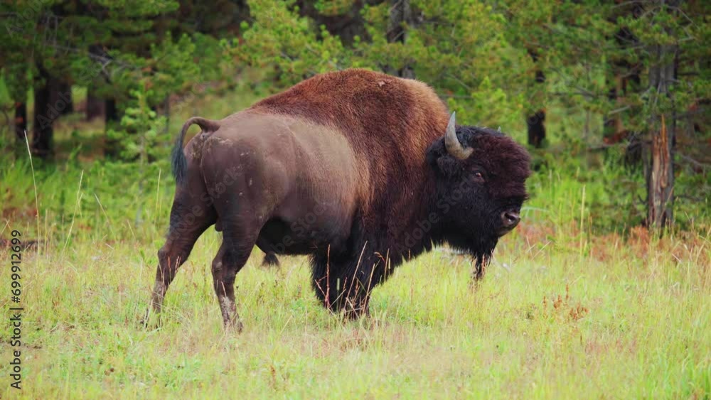 Bison bull standing in grass at Yellowstone National Park Bison bull standing in grass at Yellowstone National Park