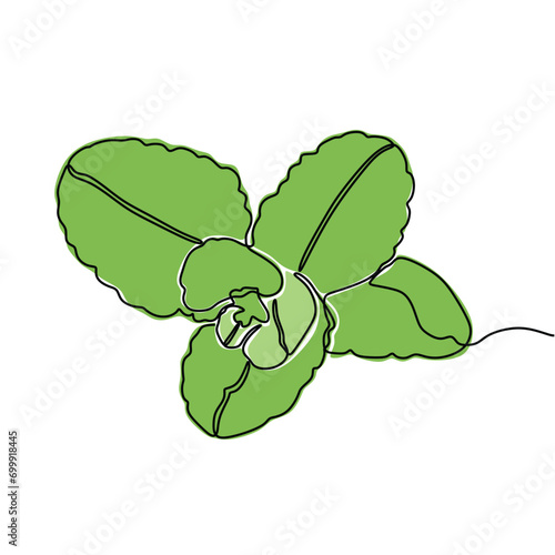 Continuous Line Art Illustration. Mint or Spearmint for organic Label