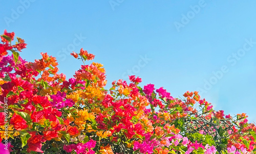 Beautiful blooming colorful Bougainvilleas flower sky background